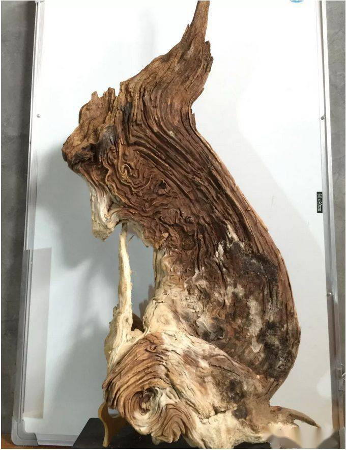 总价值几十个亿这才是中国太行精品崖柏