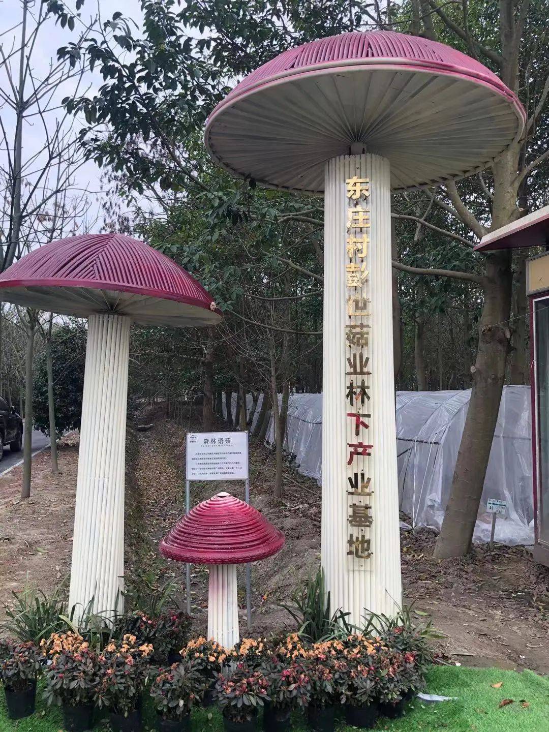 这里一共有200亩土地种植最多的是大球盖菇8月下旬种下去58天后也