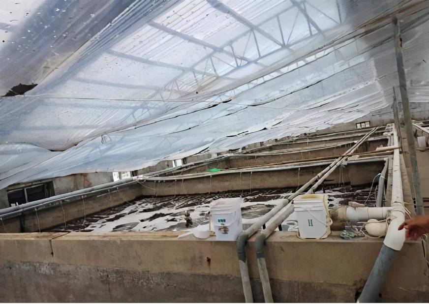 北方利用地热错峰养殖南美白对虾技术