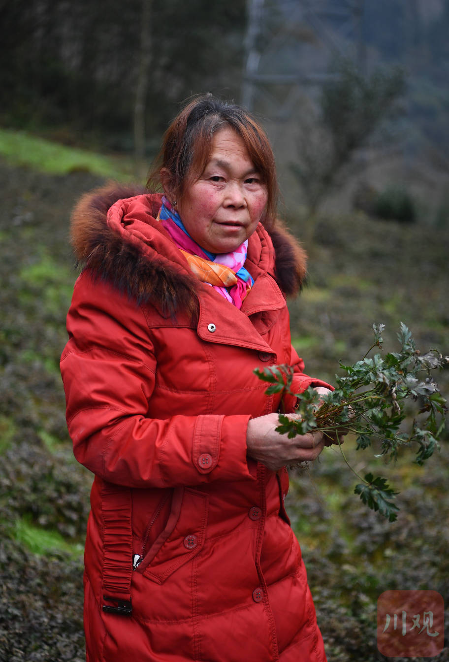 百县千村行(367)丨北川苦黄连如何种出"甜"日子_张中琼