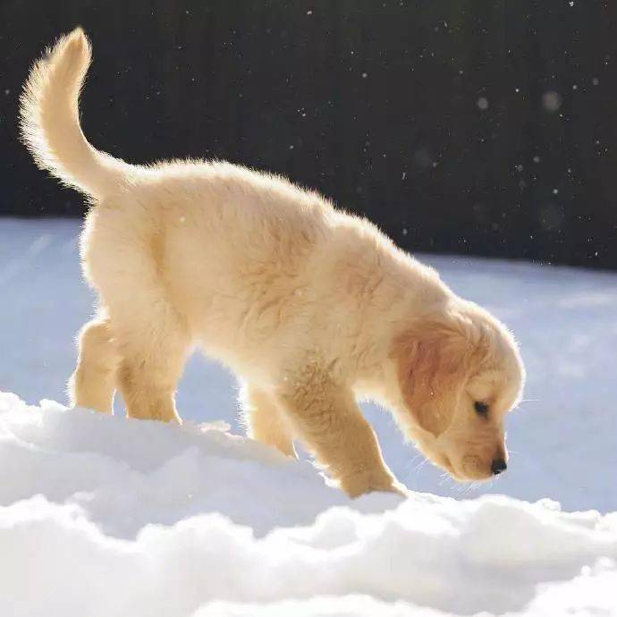 忍不住闻了一下我都误以为是冰淇淋在雪地里面晒太阳的狗子带你们看看