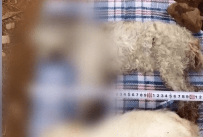 安徽一七旬老人为泄私愤，毒杀22条宠物狗获刑3年，网友：不会沟通吗？ 