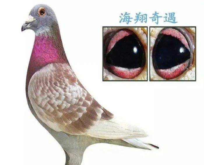 极品种鸽马克罗森斯怪眼魔森