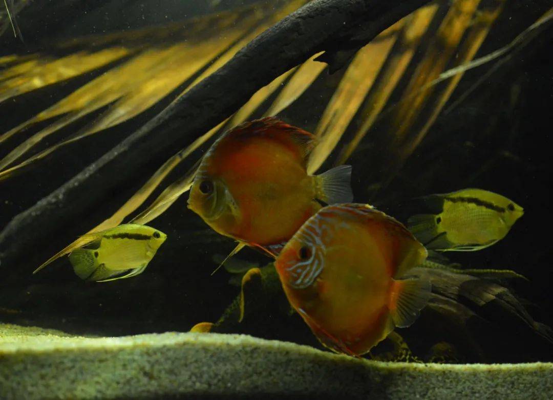 我的2米南美缸_阿莲卡