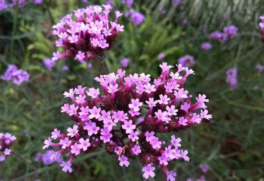 兰花花西地初读缝补生命