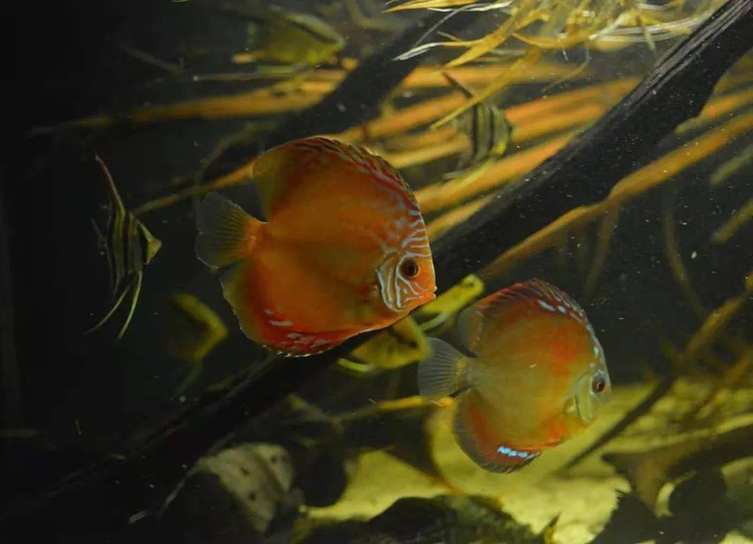 巴西黑鑽1條,紫羅蘭1條,美洲豹1條,鱷魚異型1條,蝙蝠俠1條,藍絲絨1條