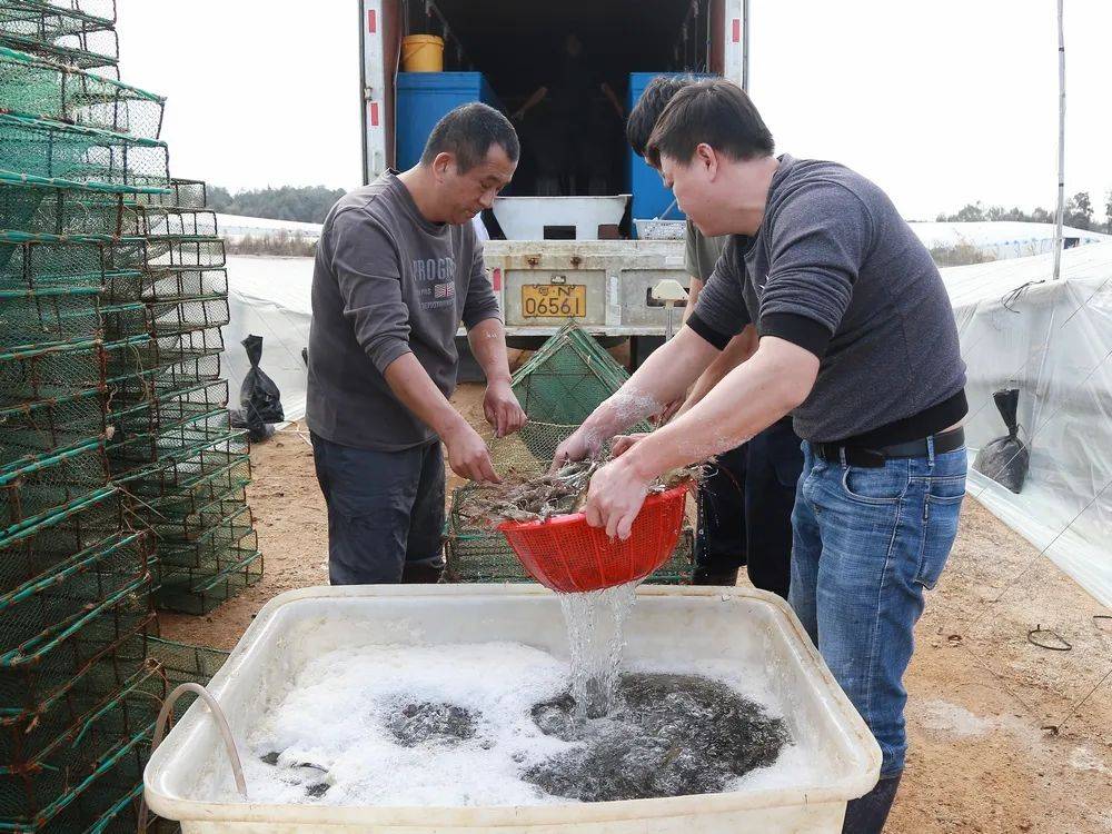 养殖东方对虾如何肥水 养殖东方对虾如何肥水最好