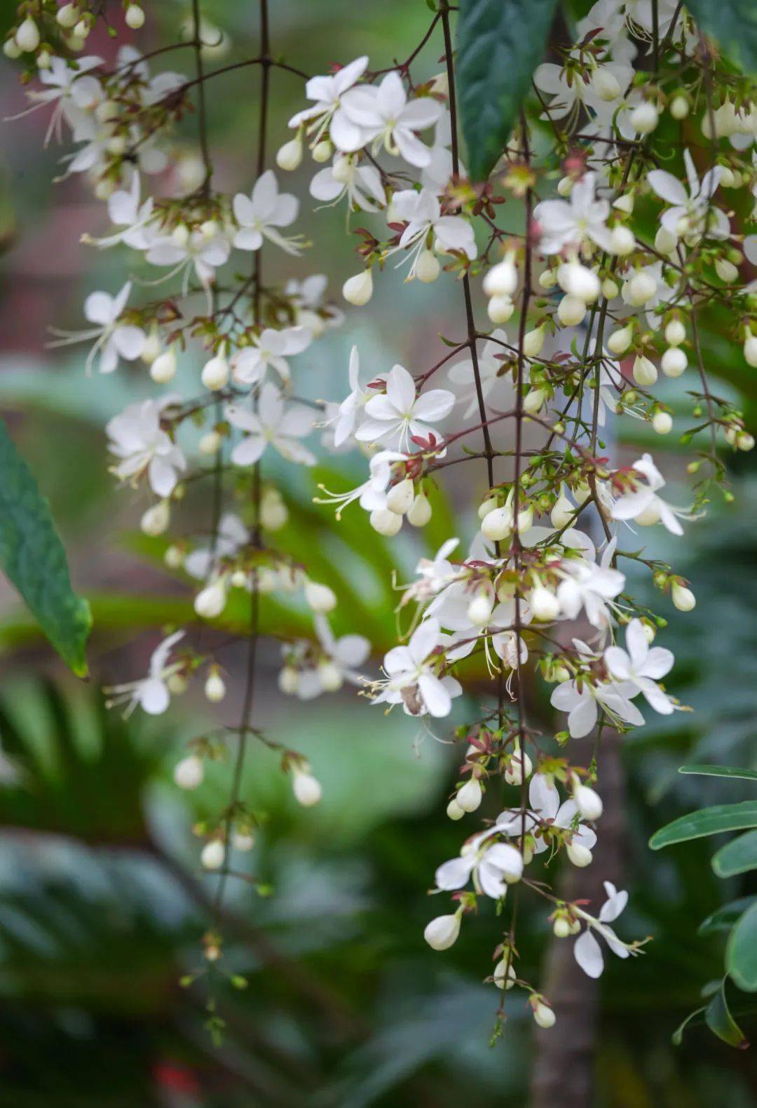 首展泰國垂茉莉於辰山植物園優雅綻放