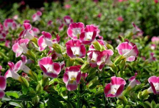 7月里种下这些花,一个月收获一个花园_向日葵