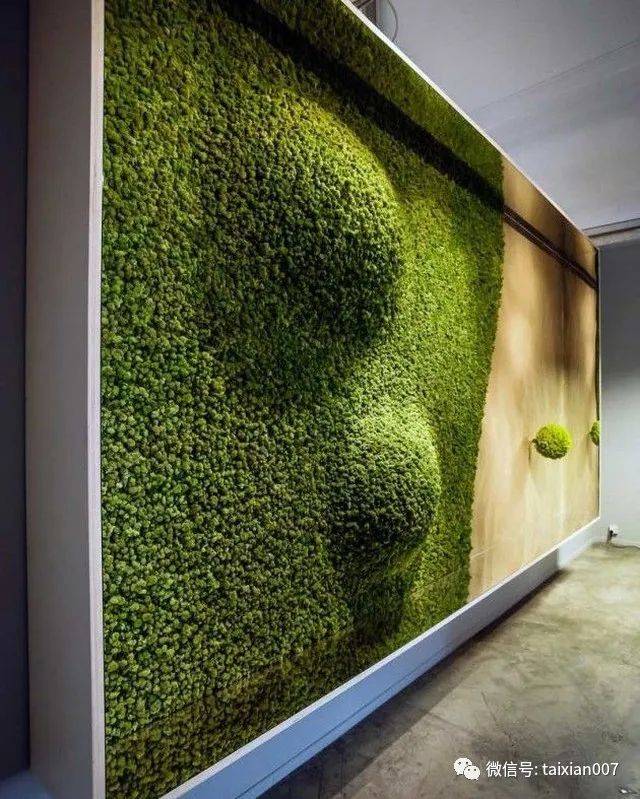 国外的苔藓墙那么漂亮到底是怎么做到的