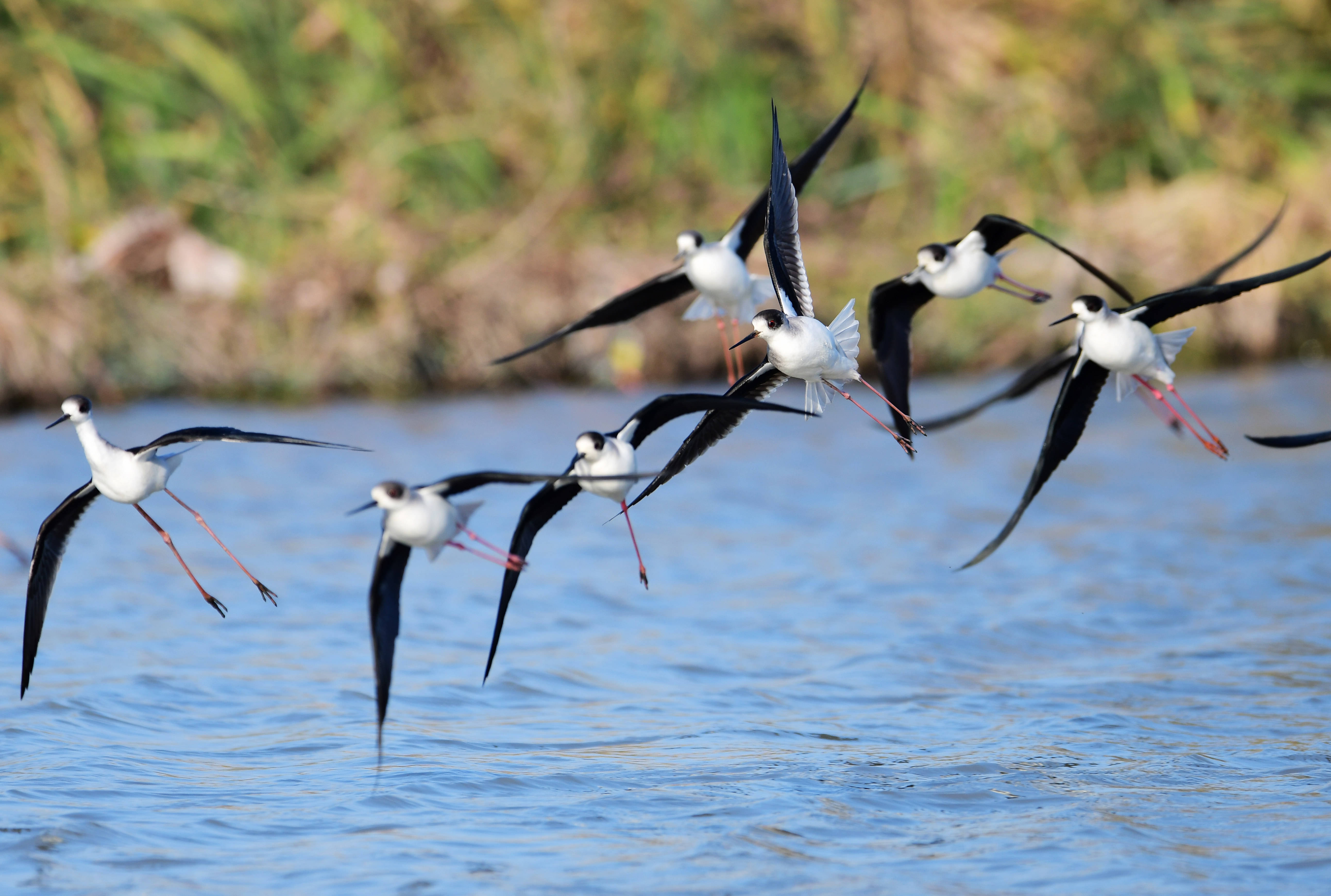 2021年1月9日 湿地鸟翩跹 这是1月9日在石狮环湾湿地公园拍摄的鸟群