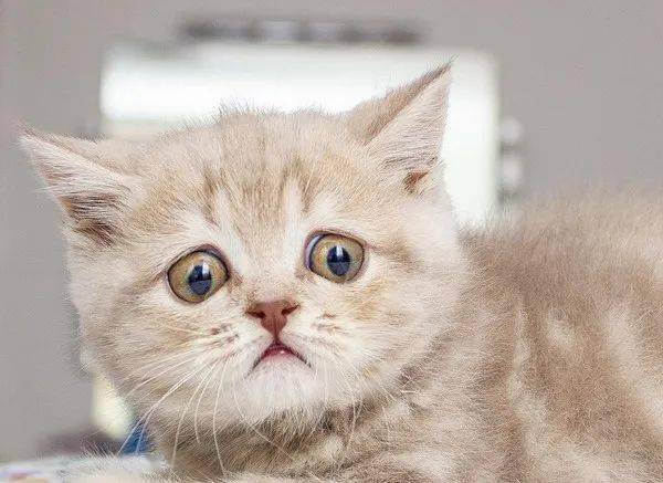 小猫皱眉双眼水汪汪快哭了饲主笑曝它打猎太专心啦