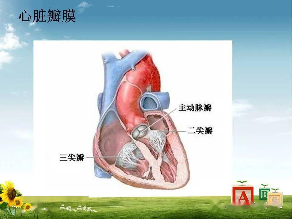 心臟大血管的影像解剖