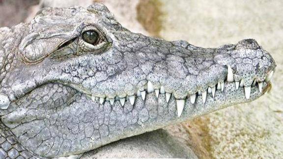 现场!4米长印度巨鳄掉12米深坑出不来 善心居民开起重机搭救