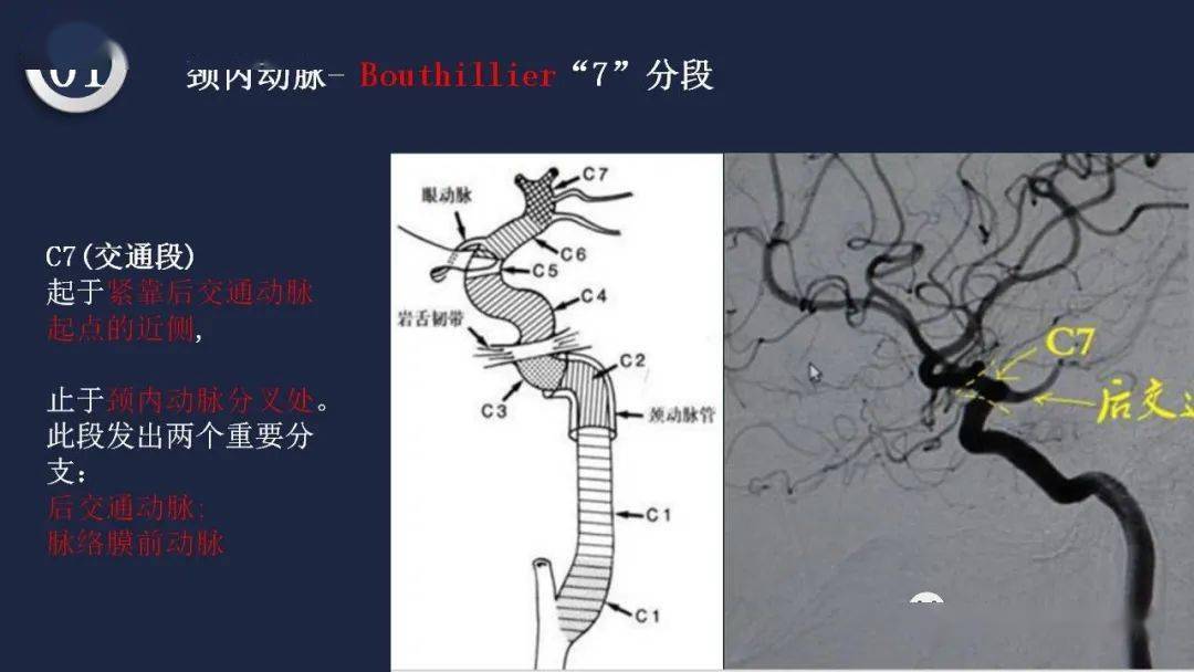 头颈动脉系统相关解剖