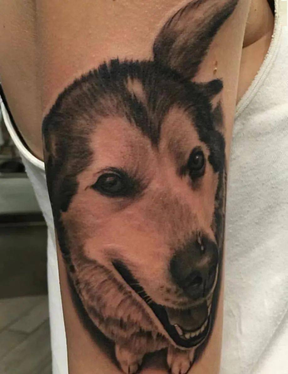 傻傻惹人爱的二哈哈士奇纹身