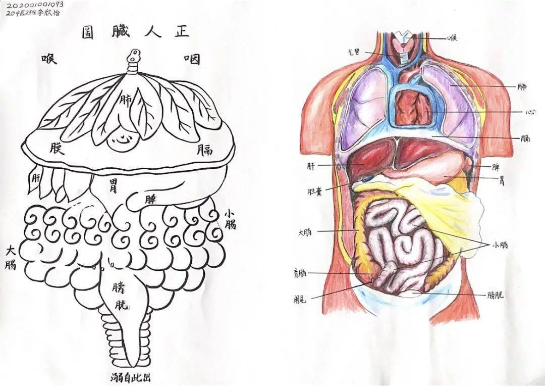 厉害了快来围观江中医手绘解剖图