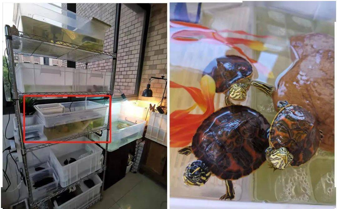 整理箱改造养乌龟图片