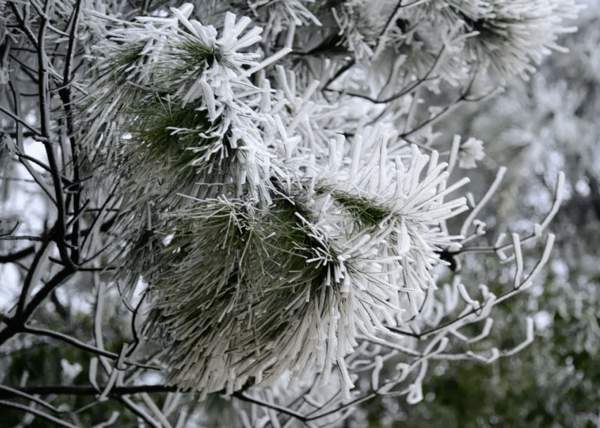 满山白茫茫凤凰山出现大规模结冰景象