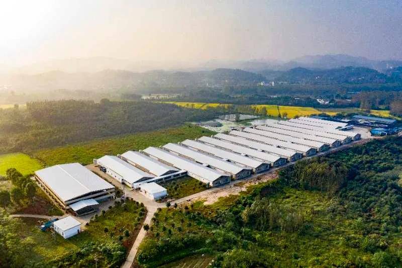 第五师双河市产业援疆助推生猪产业高质量发展