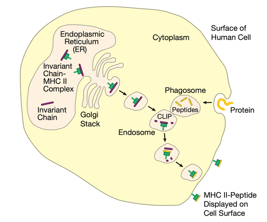 人人学懂免疫学:第十六期