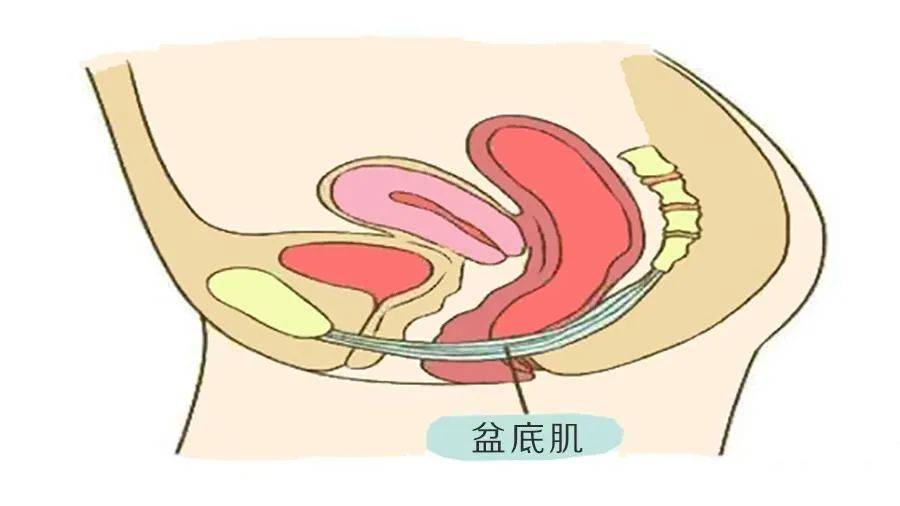 虽说名字叫阴道壁膨出,阴道壁膨出多发生在产后,这些情况可能是因为