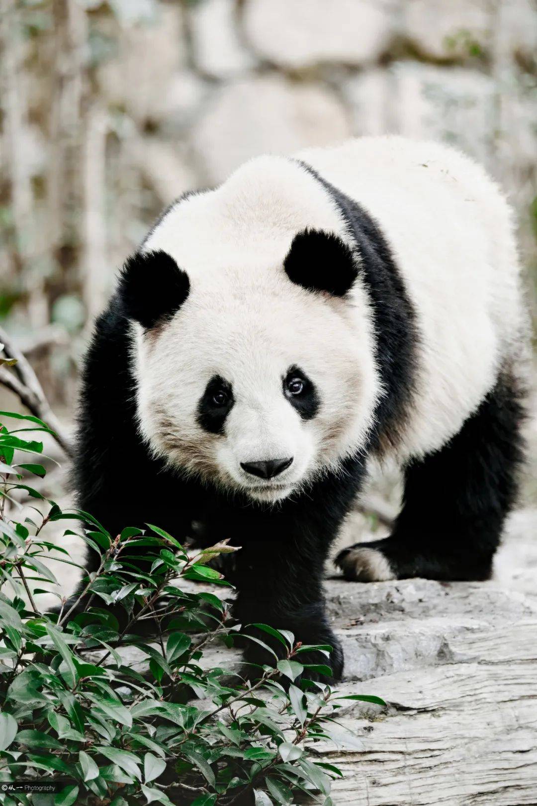 其它动物都冬眠了熊猫呢