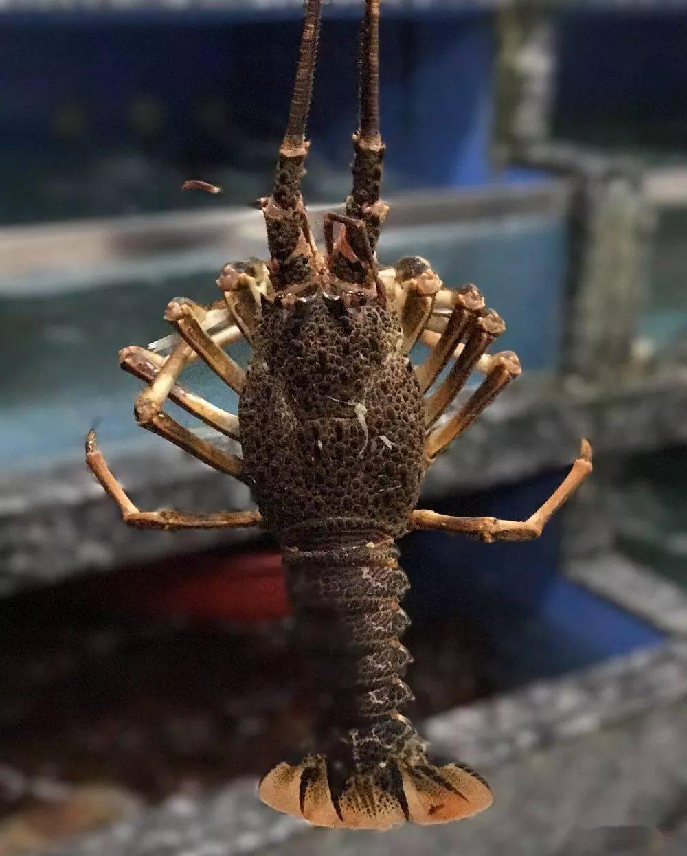 世界著名龙虾大全