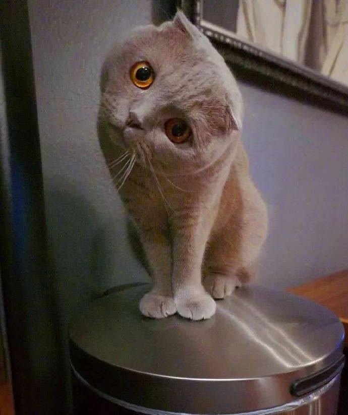 来自小灰猫的歪头杀,萌化了