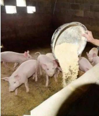 每头猪多赚3百以上新鲜粥样酒糟直接喂猪的简单操作新技术
