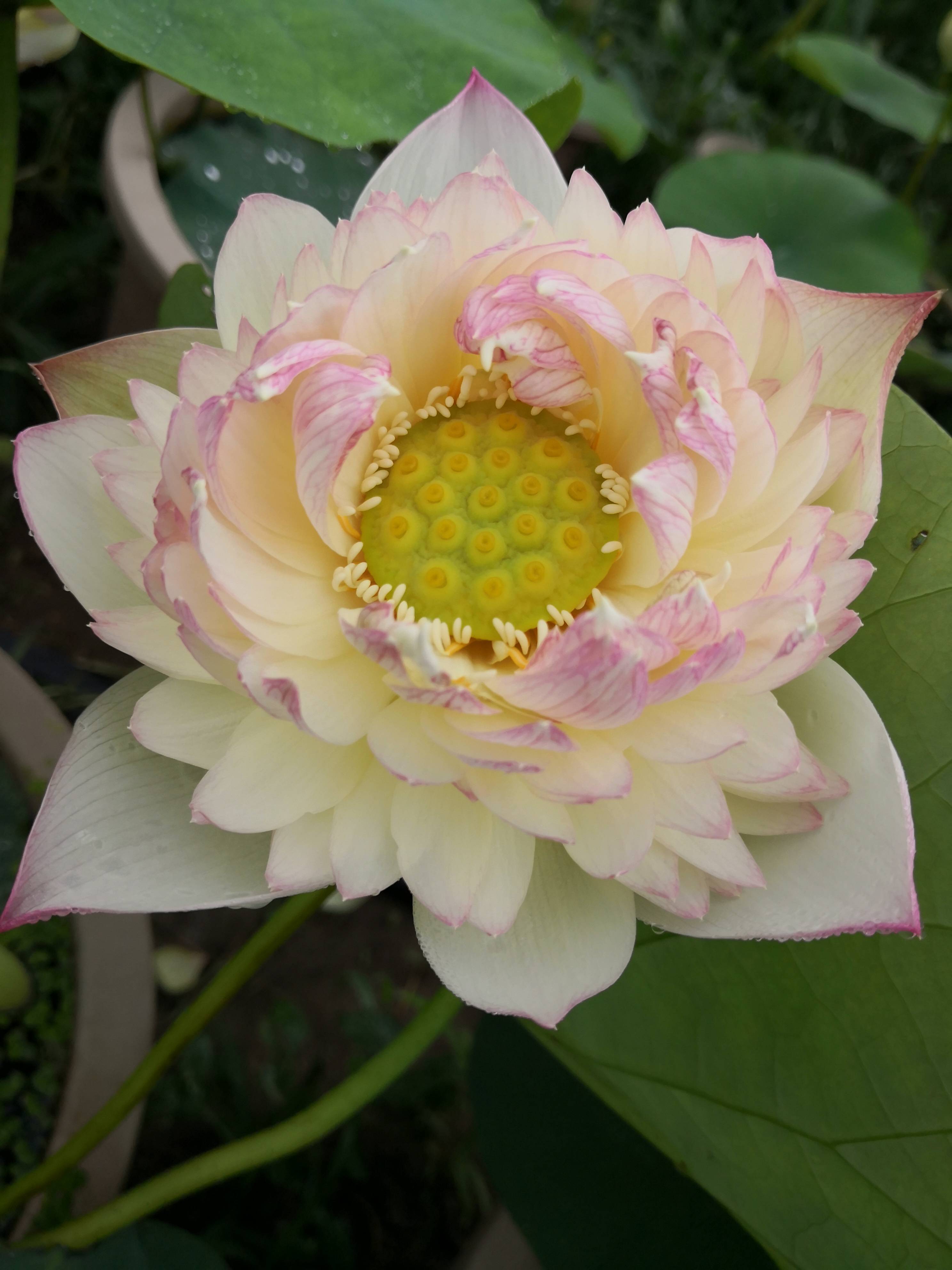 洒锦荷花的彩斑特性及起源探讨