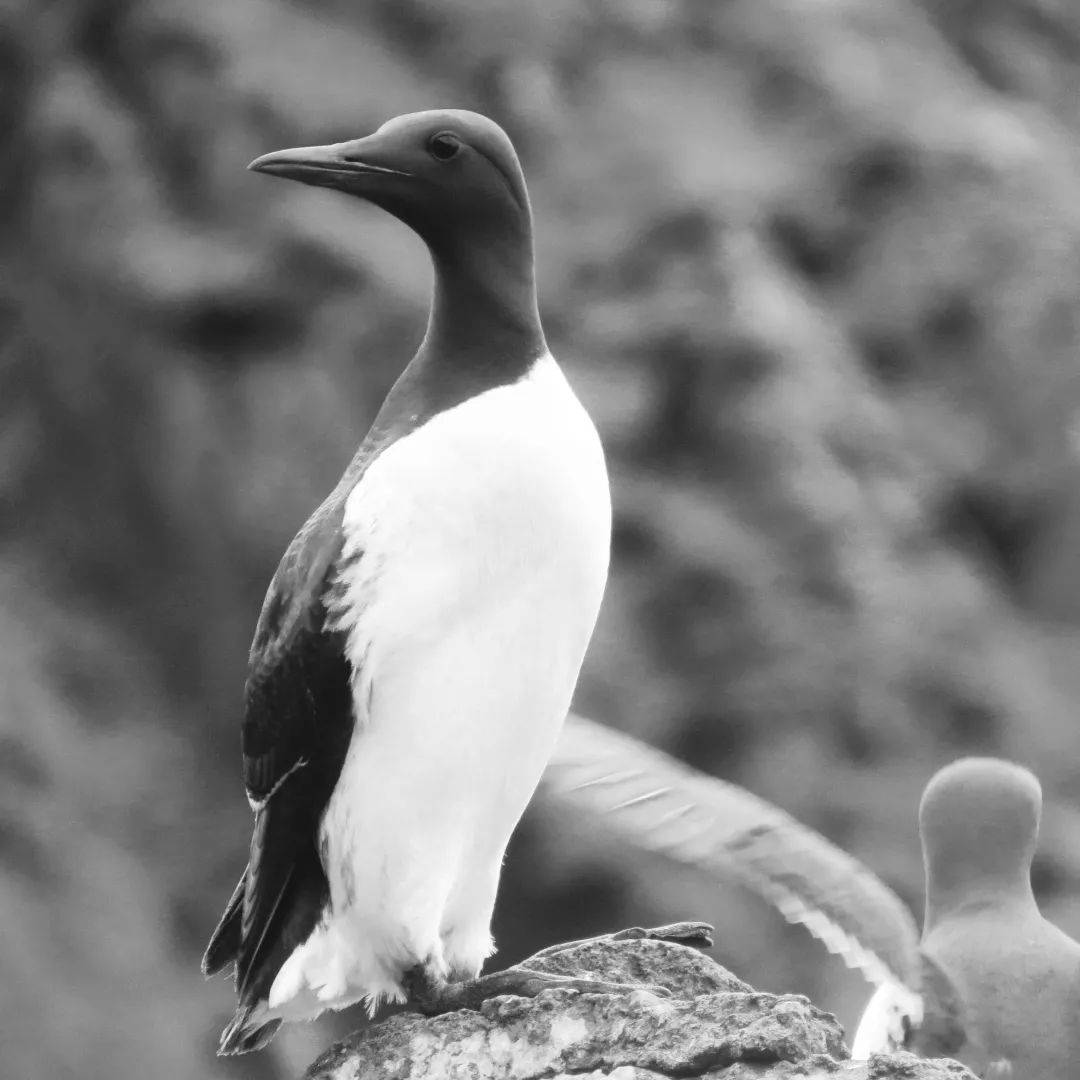 海鸟的哭泣:当科学开始了解海鸟时,它们正在不断死去