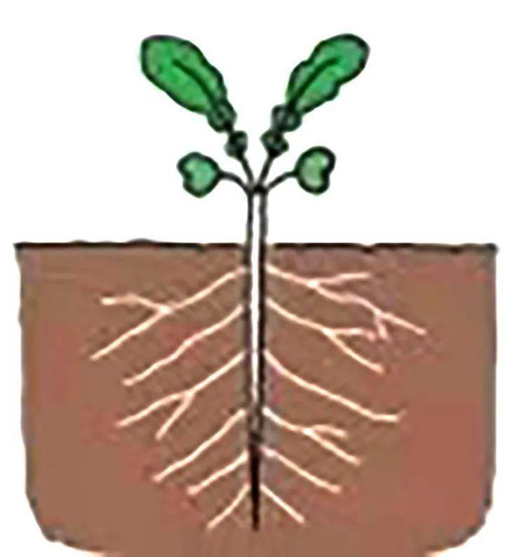 变态根的植物图片图片