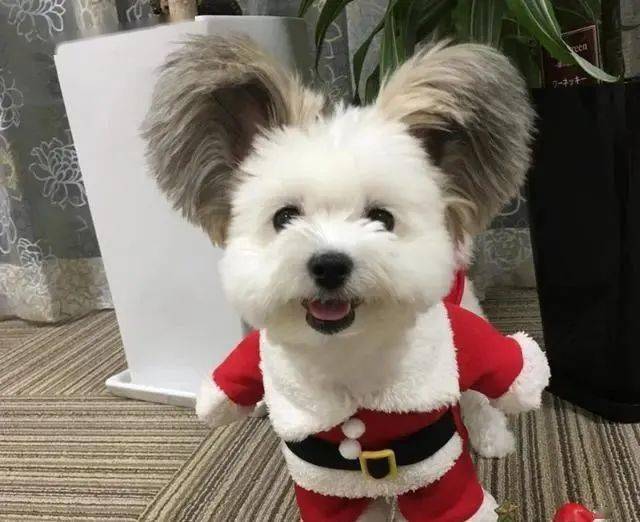 这只米老鼠狗狗来自日本因为这对大耳朵火了