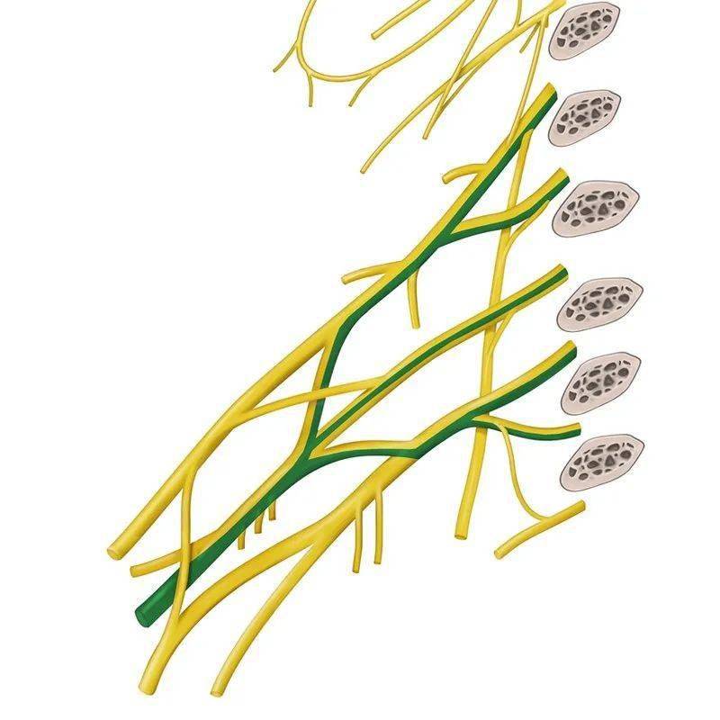 臂丛锁骨下部分支概述Ⅳ_神经