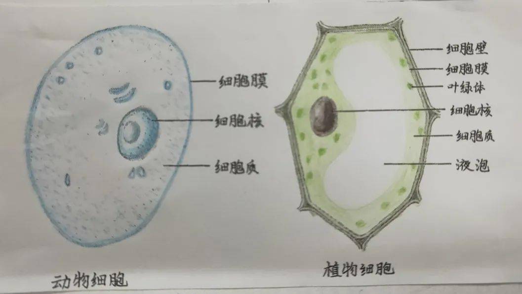 植物细胞简笔画带名称图片
