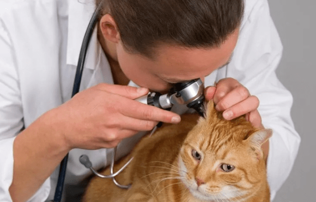 体格检查医生通常会先为猫咪测量体温和体重,观察猫咪的体型,发育