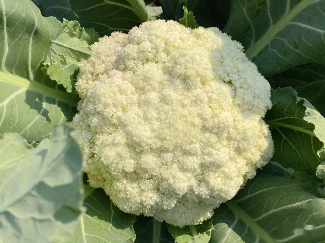 原产地直采!爽脆清甜!都斛真"靓菜花"!_台山