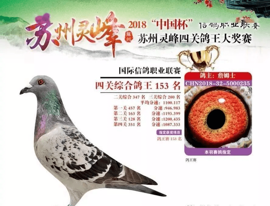 恒源詹姆士赛鸽都有什么特点