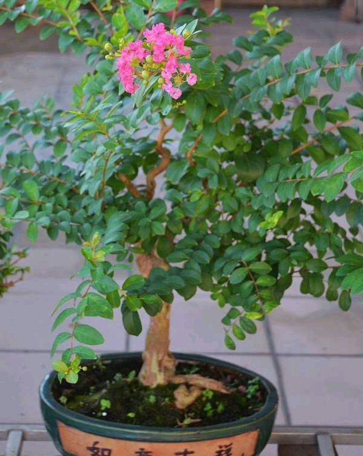 紫薇花怎么养注意这几点树形优美夏秋繁花满树