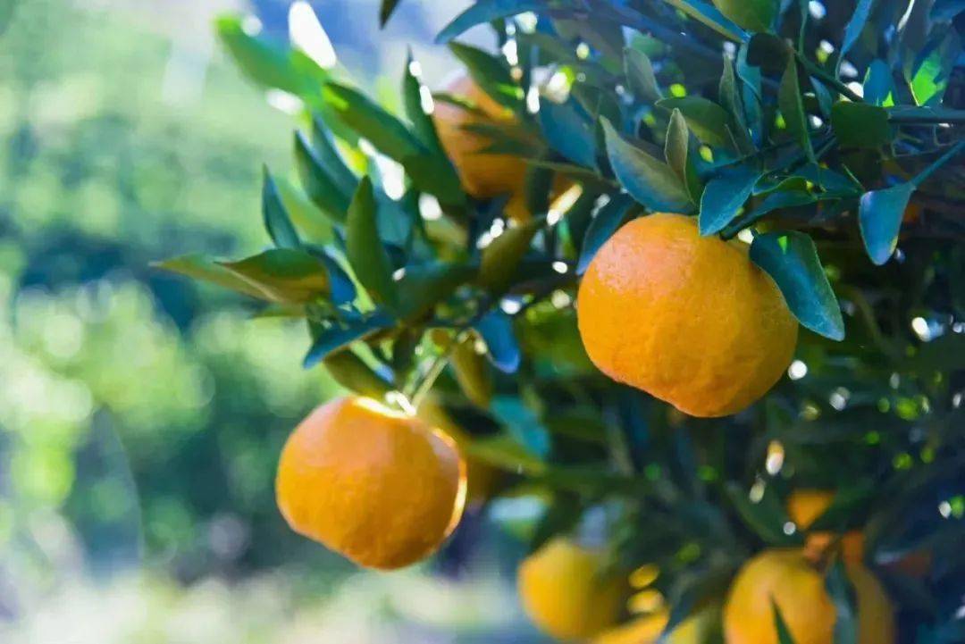 永春局长直播带货助农代言永春芦柑