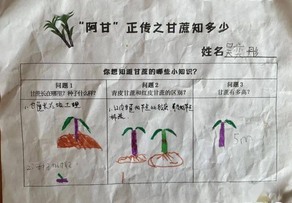 阿"甘"正传_甘蔗