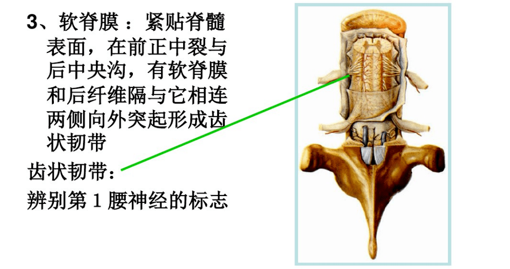 腰椎的解剖及腰部的層次解剖