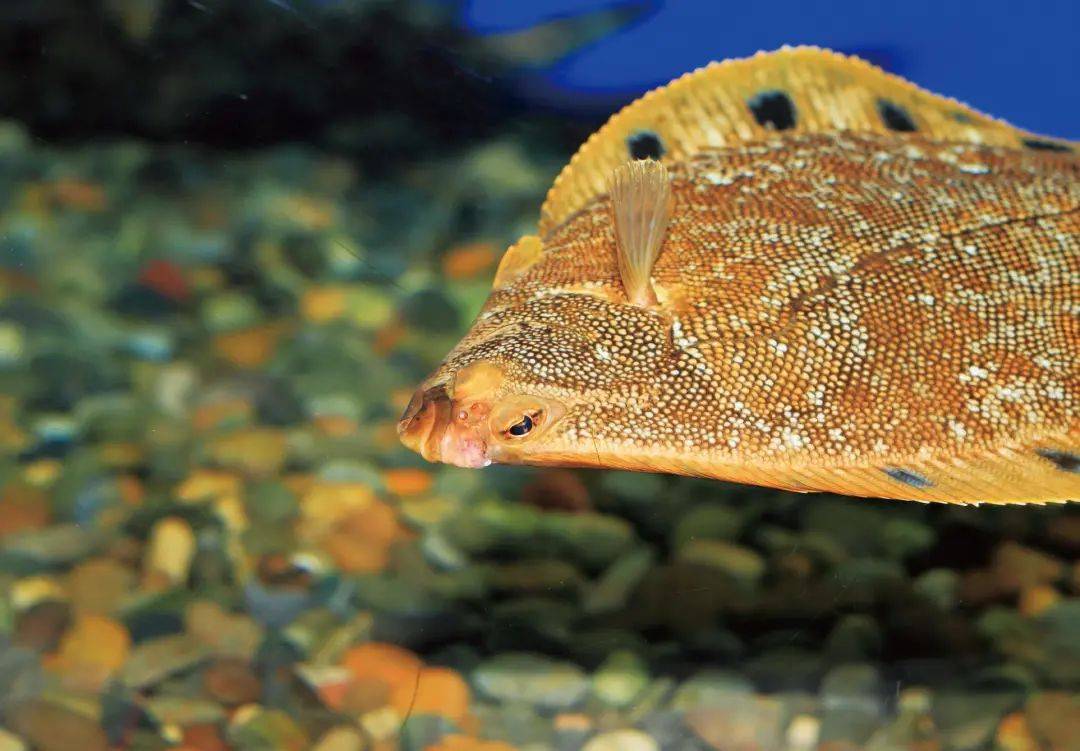 "比目鱼,即鲽鱼.