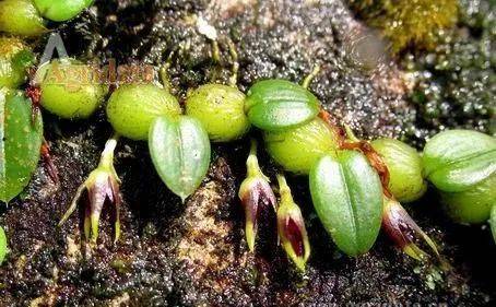 石头树干上的野草,人称一挂鱼,也叫金枣,遇见别错过,一斤60元_石豆