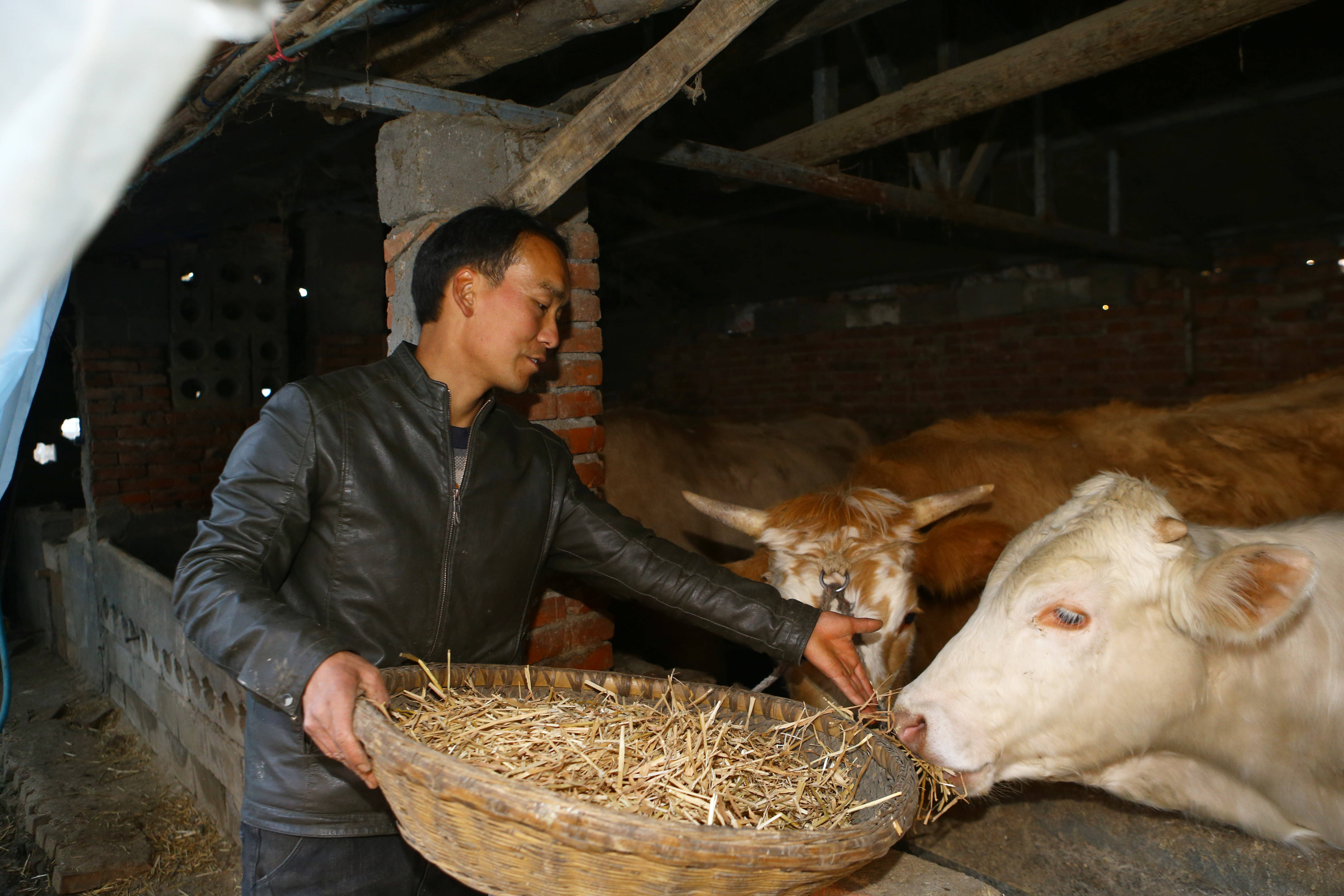 一头牛拉动百亿产业:河南泌阳的牛经济