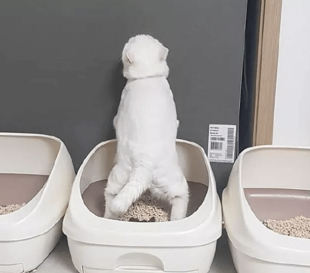 貓咪拉粑粑到底有多奇葩？忍住不要笑，貓主子不要面子的啊！ 萌趣萌寵 第14张