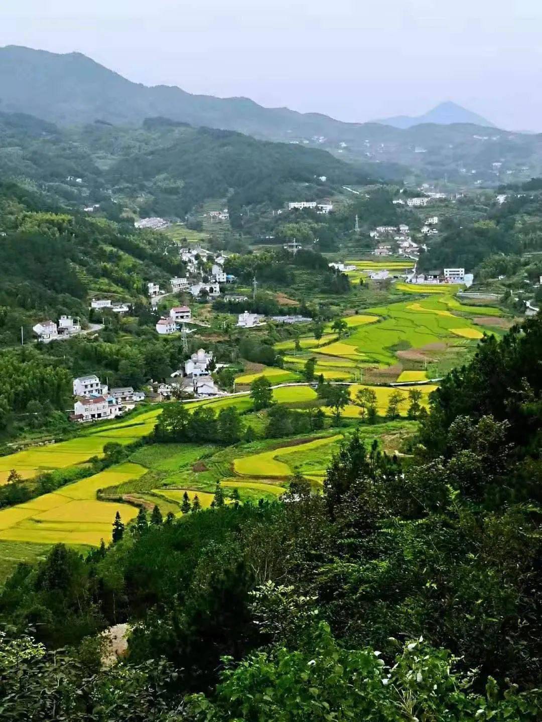 乡土桐城桐城小花品不减于龙井