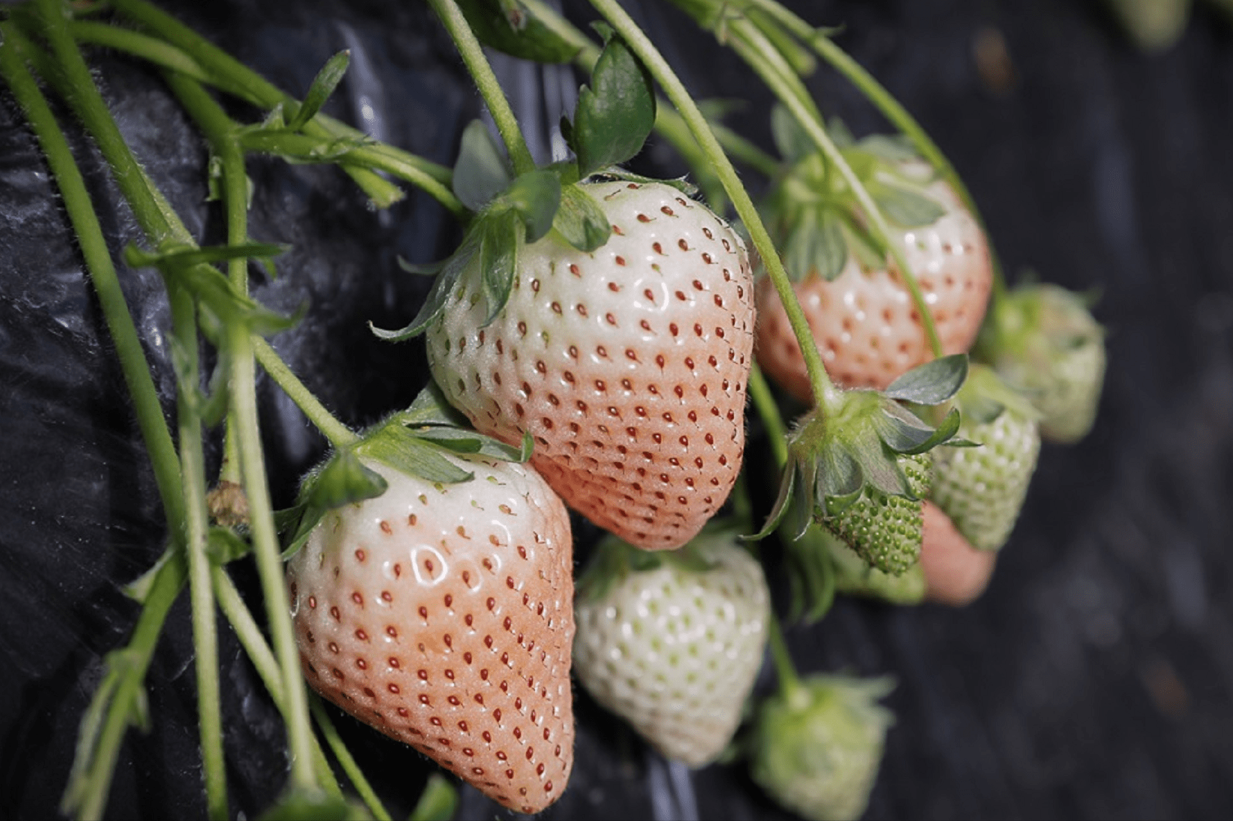 价格从460元/斤降至85元/斤,日本淡雪草莓也要泛滥了吗?_品种