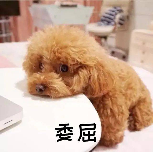 當普通狗狗看到警犬時，會覺得是警察來了嗎？ 萌趣萌寵 第8张